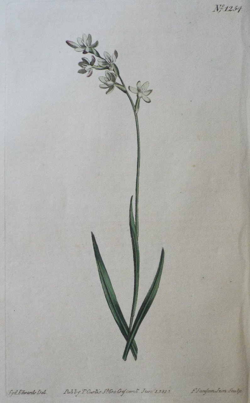 Print - No. 1254 (Hesperantha Pilosa (B). Grass-leaved Evening-flower.) - Sansom